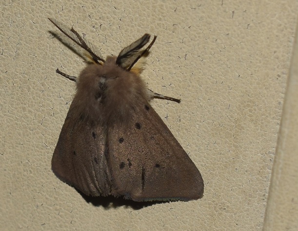 Diaphora mendica (Erebidae Arctiinae), maschio?  S !